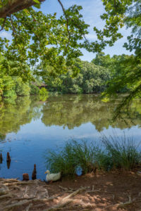 Lake in East Texas Pineywoods area of San Antonio Botanical Garden