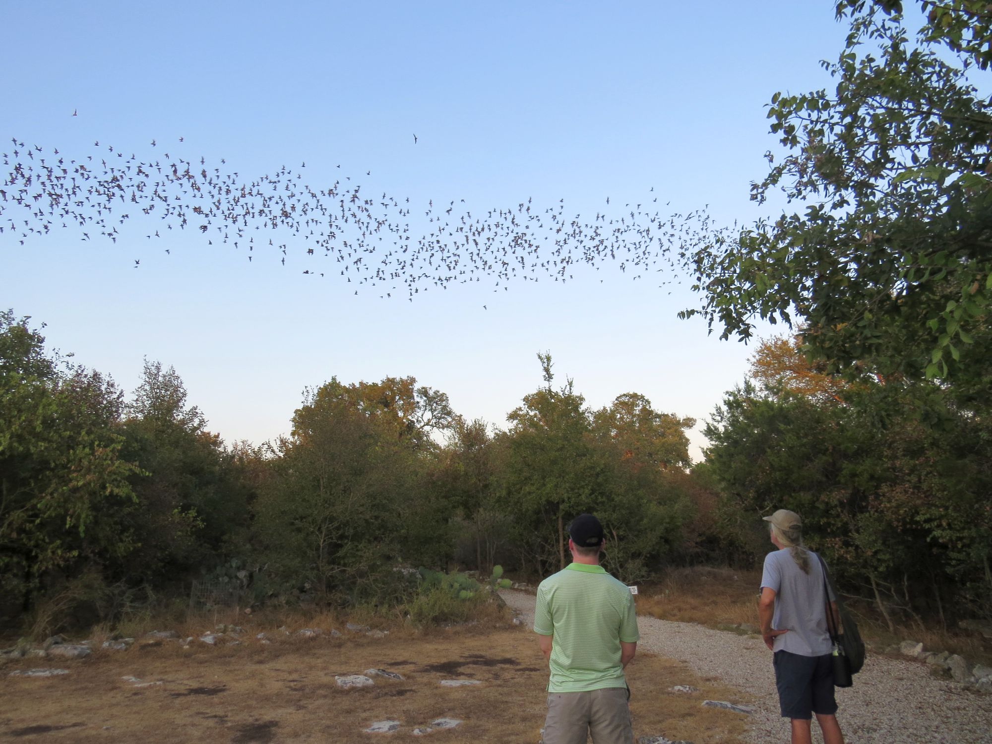 Bats Overhead