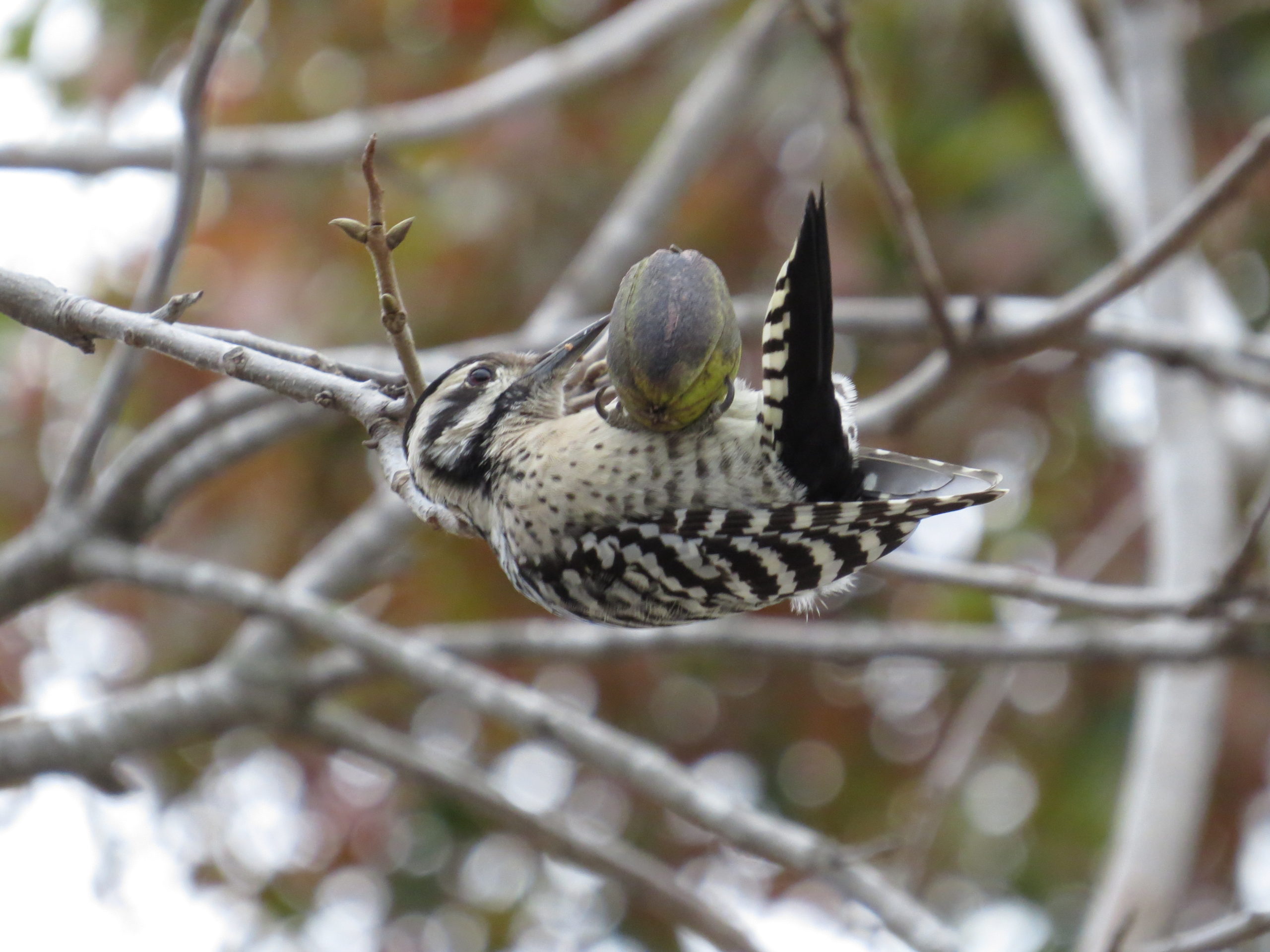 Ladder-backed Woodpecker with a pecan.