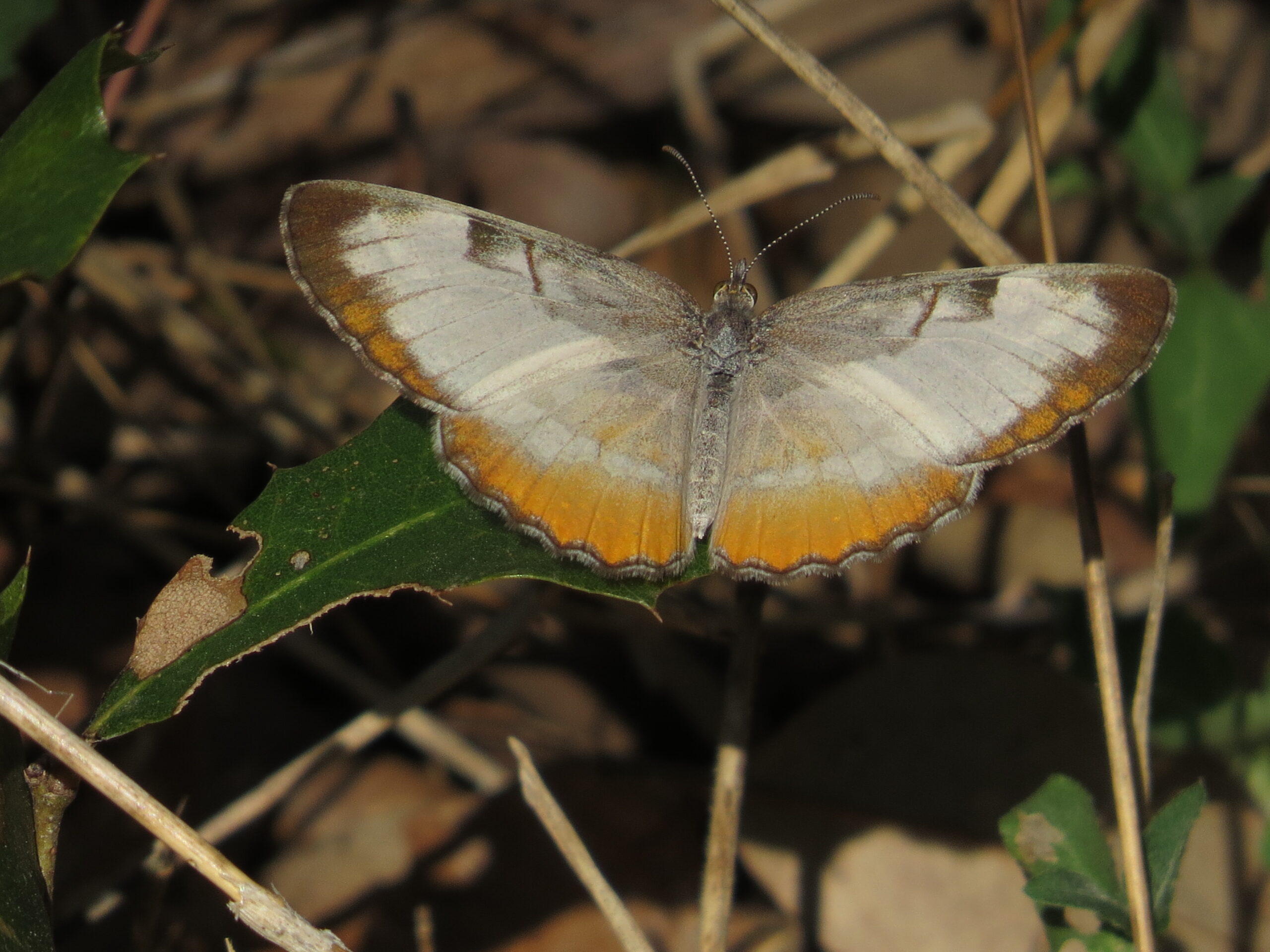 common mestra butterfly