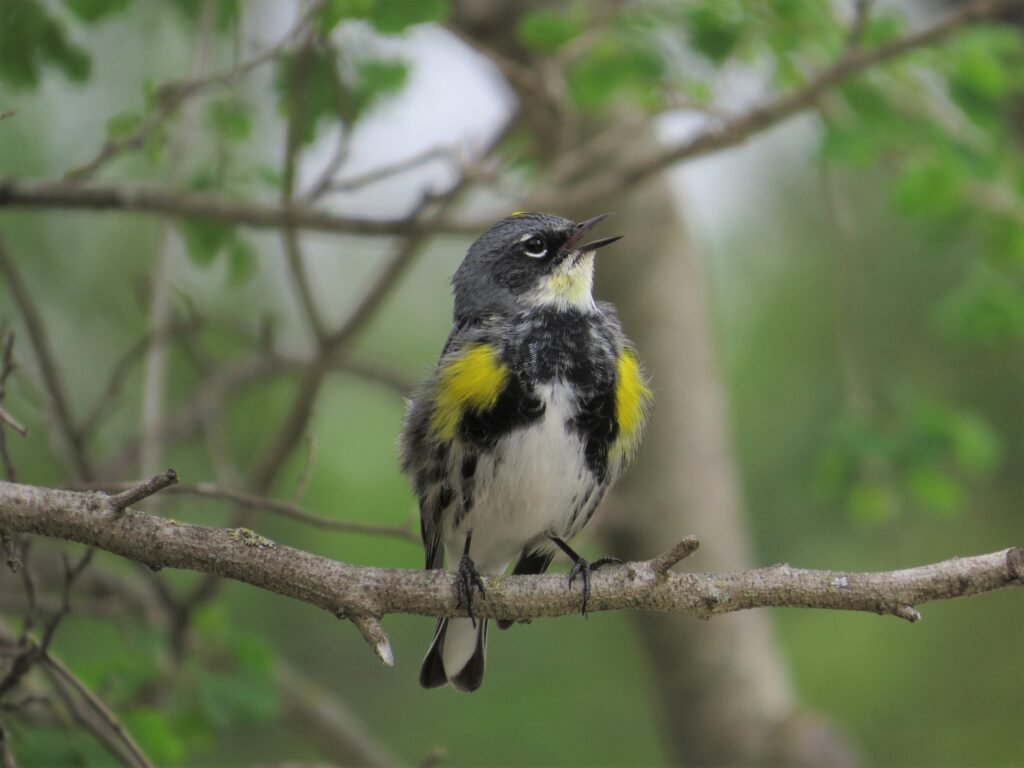 Yellow-rumped Warbler Singing
