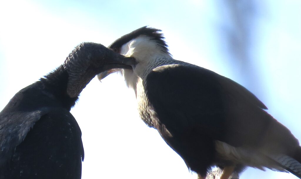 Black Vulture allopreening Crested Caracara