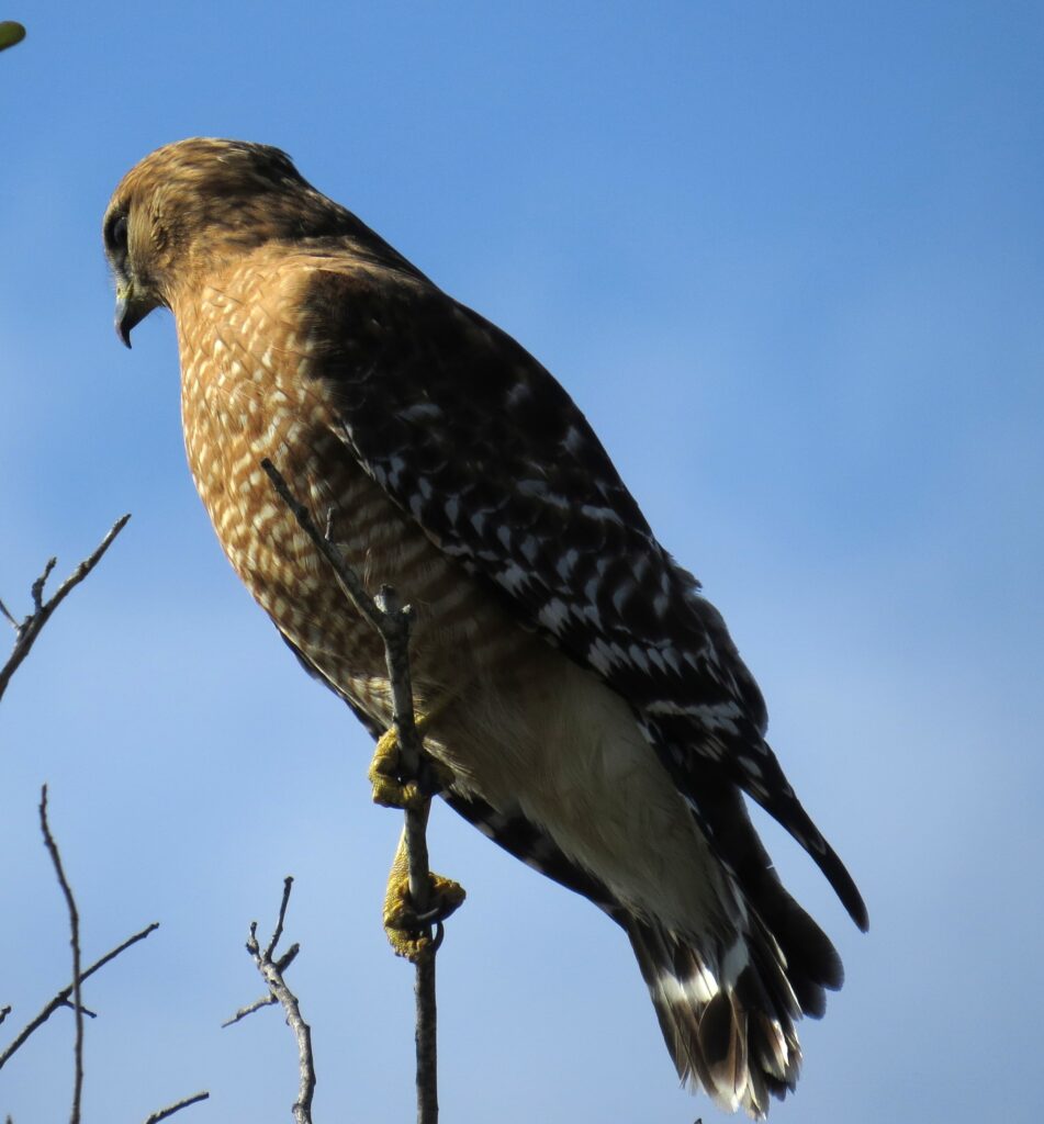 Red-shouldered Hawk in Phil Hardberger Park