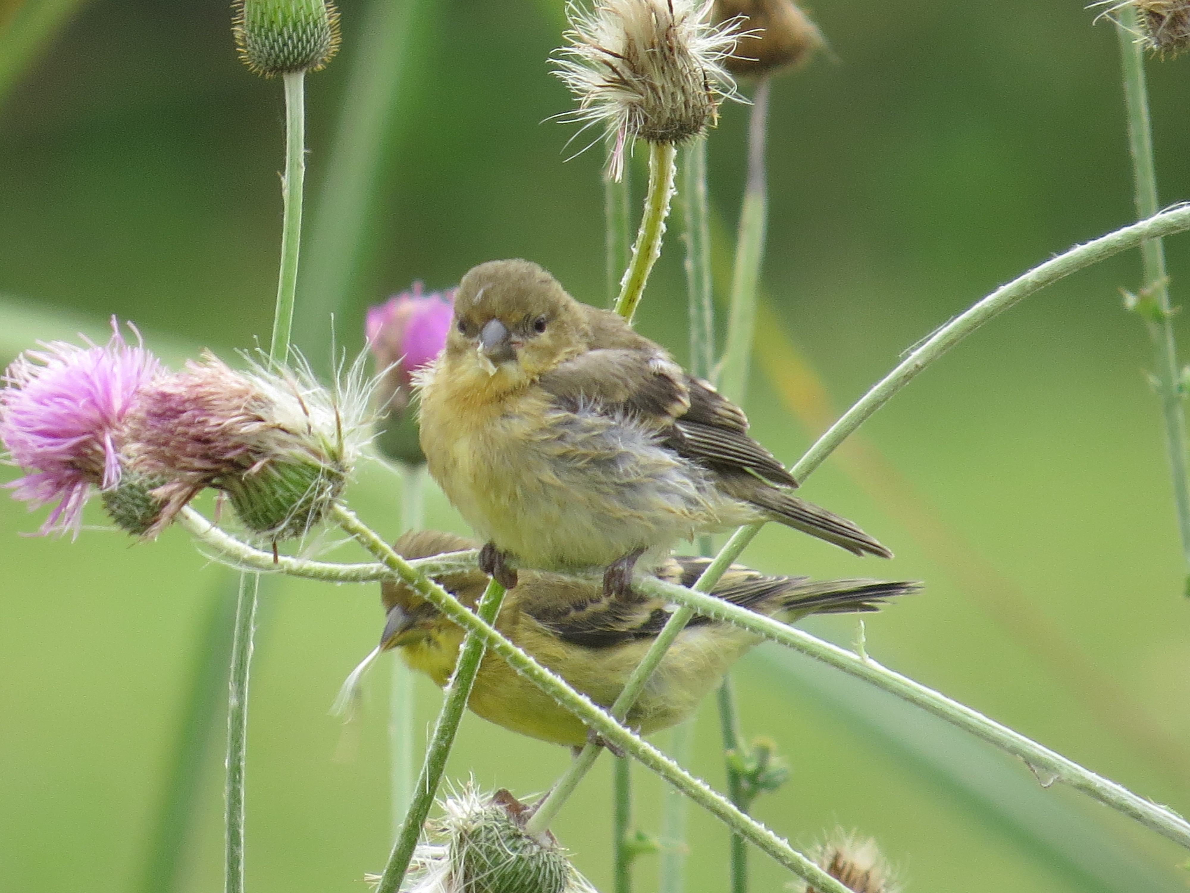 Female Lesser Goldfinch