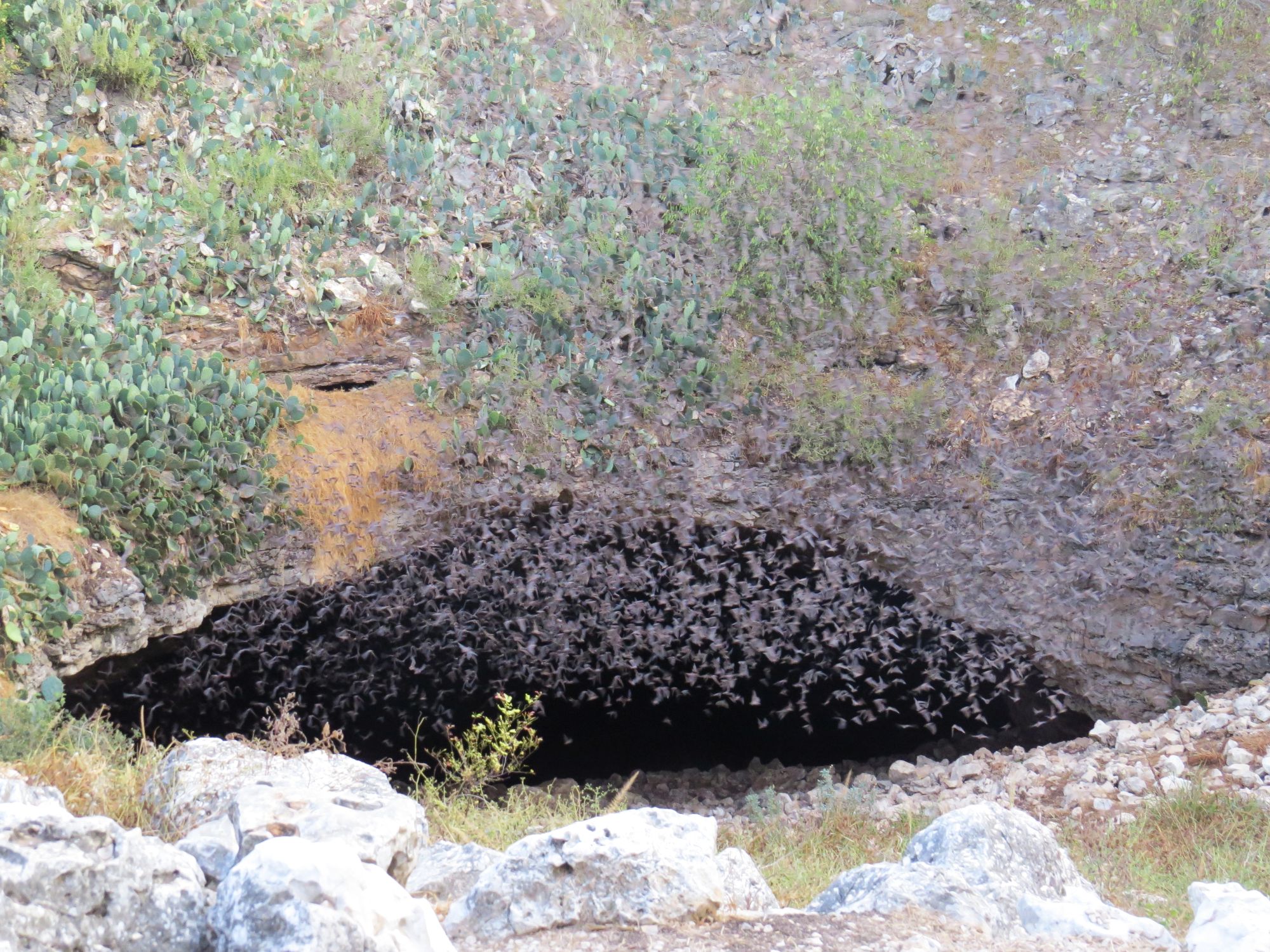 Bats Emerging from Cave