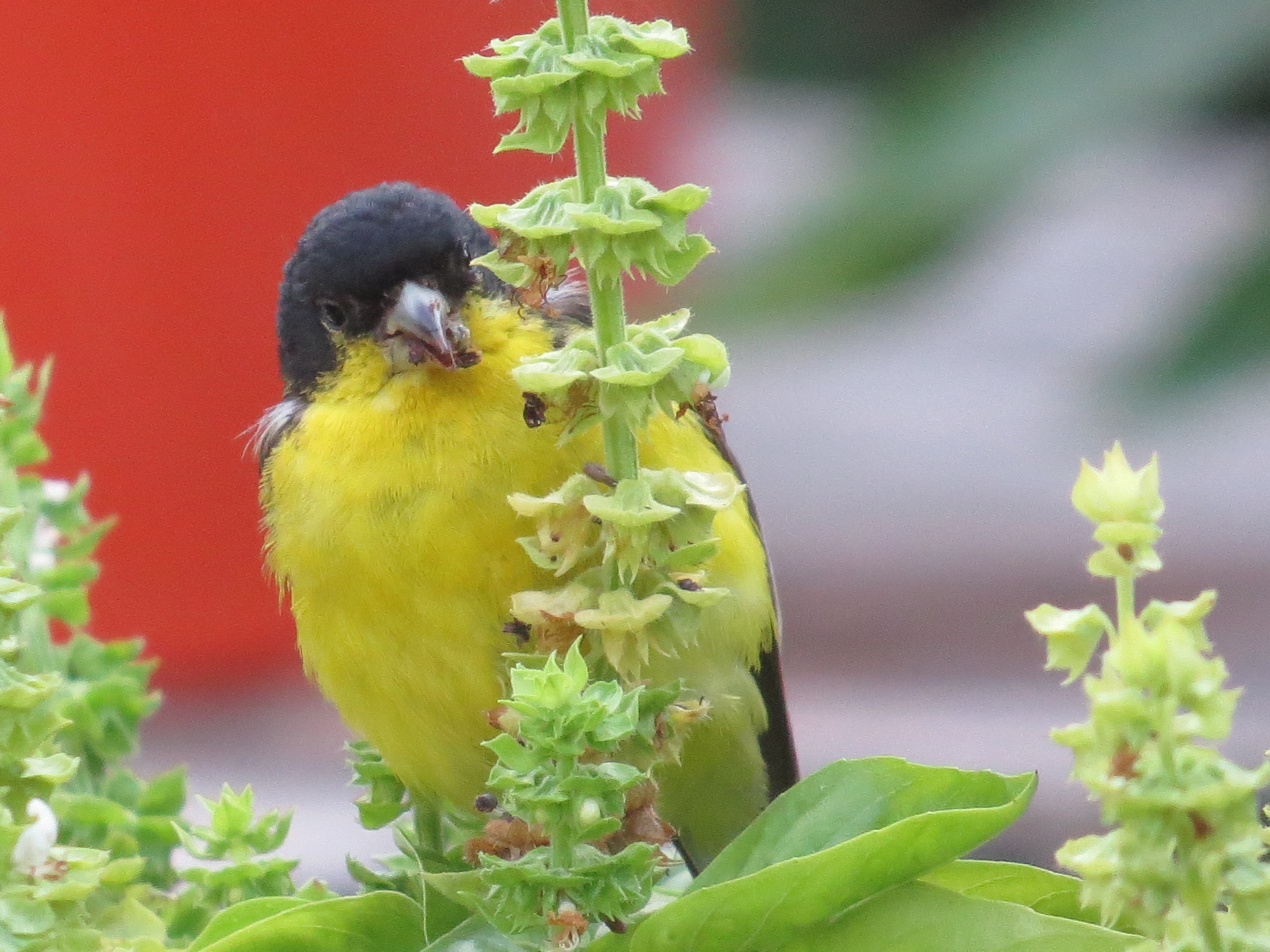 Lesser Goldfinch eating basil