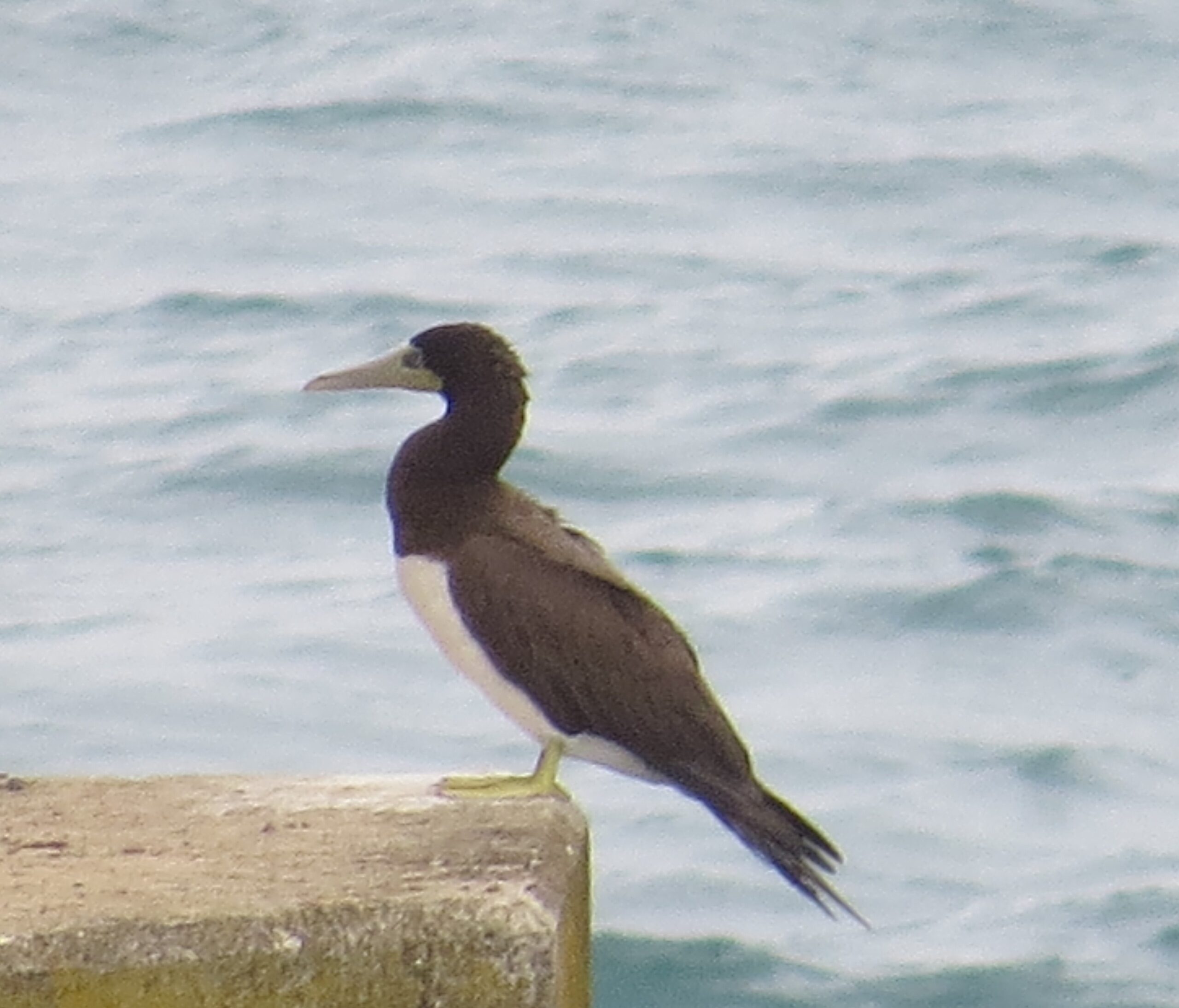Brown Booby, 6/3/2020