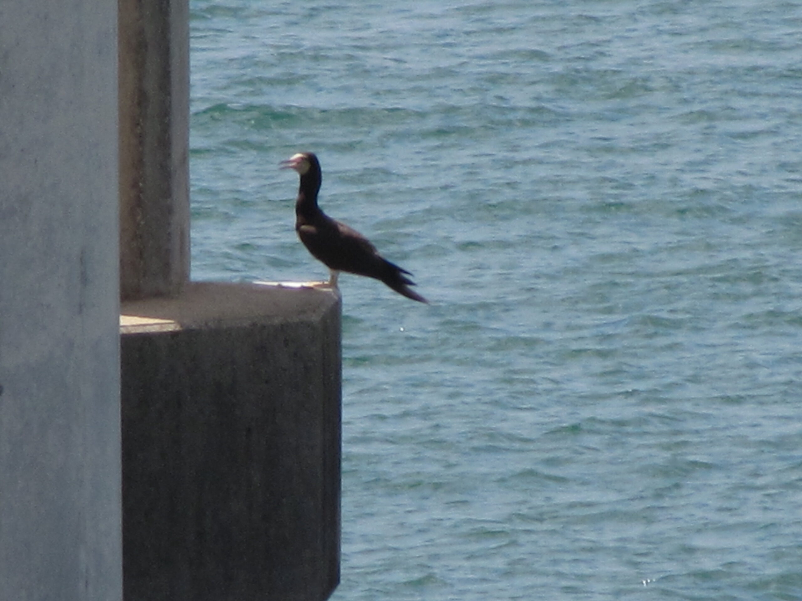 Brown Booby, 9/1/2012