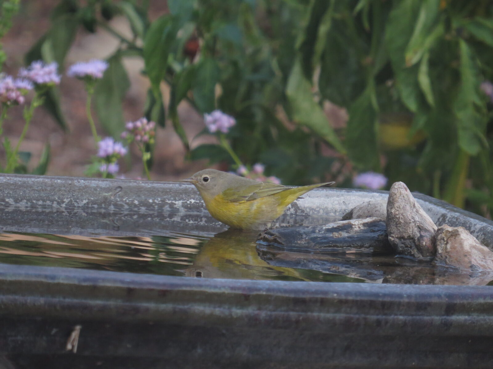 Nashville Warbler, Backyard Birdbath