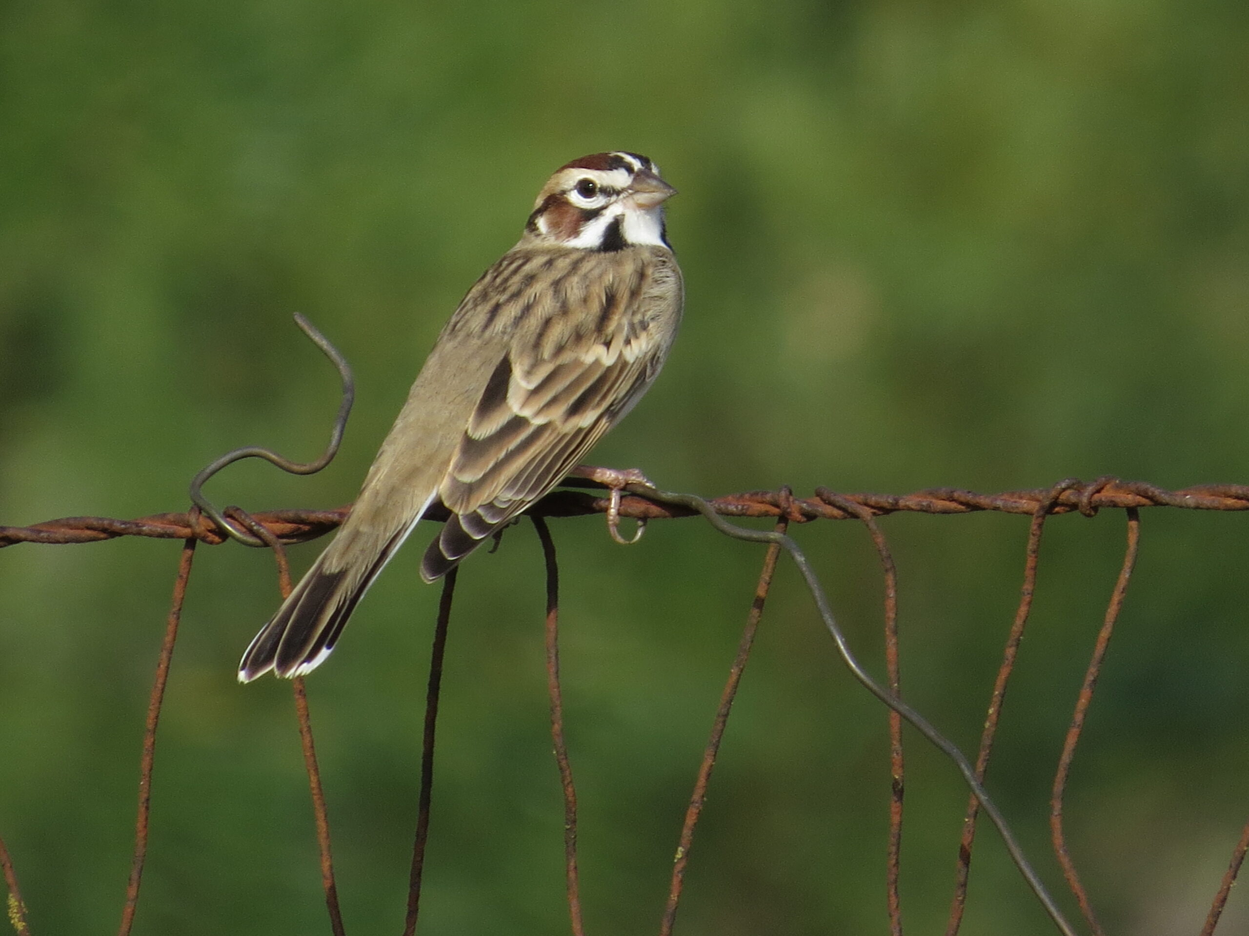 Lark Sparrow, Hardberger Park