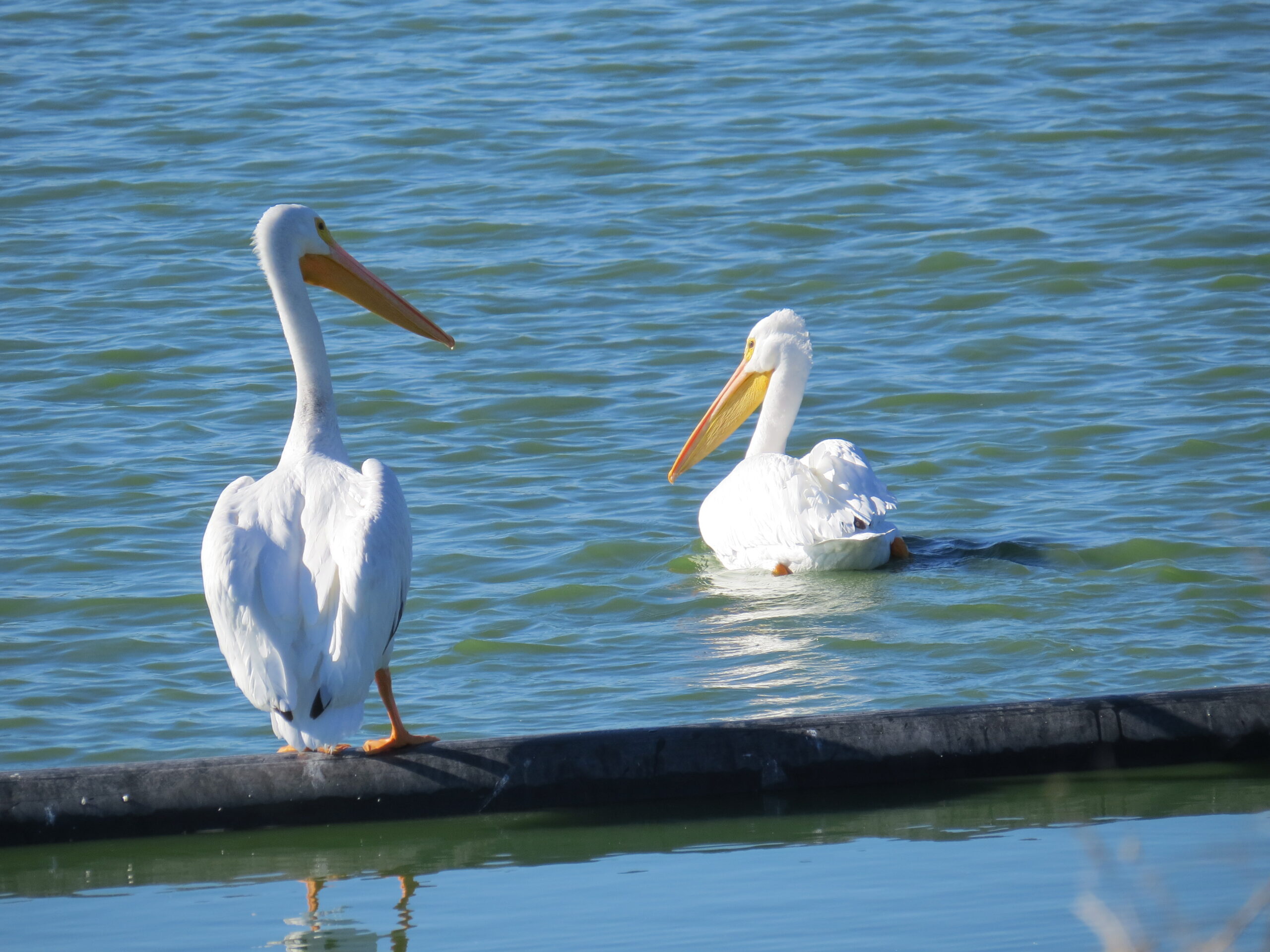 American White Pelicans at Mitchell Lake Audubon Center