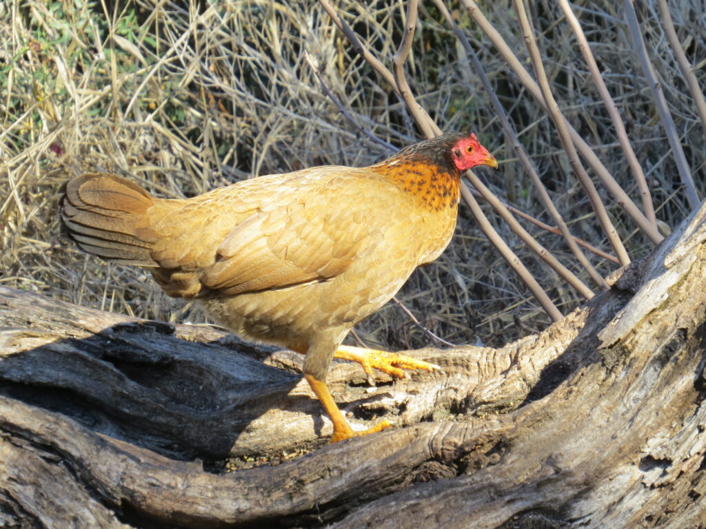 Chicken at SA Botanical Garden Bird Blind