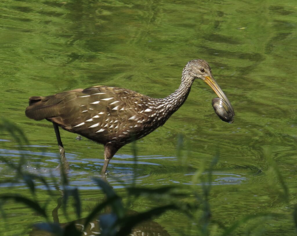 Limpkin with Mussel